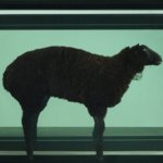 Damien Hirst - Black Sheep, Divided, 2008 - Acciaio, vetro, isolante al silicone, formaldeide e agnello - Courtesy White Cube