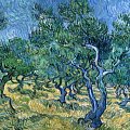 Vincent van Gogh - Uliveto, 1889 - Olio su tela, 72,4 x 91,9 cm - Kröller Müller Museum, Otterlo