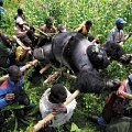1st prize Contemporary Issues Singles - Brent Stirton, South Africa, Reportage by Getty Images for Newsweek - Evacuation of dead Mountain Gorillas, Virunga National Park, Eastern Congo