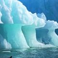 Paul Nicklen, Gabbiano ghiacciato - Un gabbiano tridattilo sotto un iceberg scavato dalle onde nelle Isole Svalbard, in Norvegia