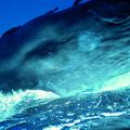 Flip Nicklin, Gigante dei mari - Un raro primo piano subacqueo di un capodoglio