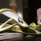 Arsenale, Zaha Hadid Architects