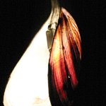 Valencia. Lampada a sospensione realizzata con valve di cozza e lampade bispina. All'accensione si schiude grazie al calore delle lampadine alogene, 2004