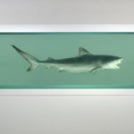 Damien Hirst - Heaven, 2008/2009 - Vetro, acciaio, squalo, acrilico e formaldeide - Courtesy White Cube