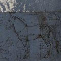 Leonardo Da Vinci, Windsor disegno sulle proporzioni di un Cavallo, Foglio numero 12319, Windsor, The Royal Collection