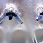 Divers Sacha Klein and Patrick Hausding compete at the world championships in Barcelona