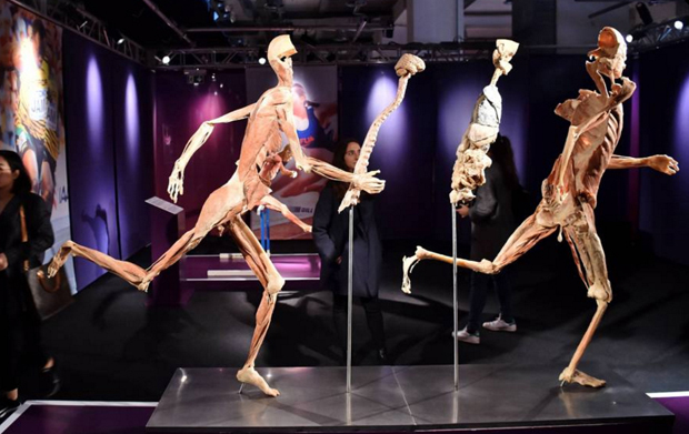 Real Bodies, scopri il corpo umano. Allo Spazio Ventura - Milano