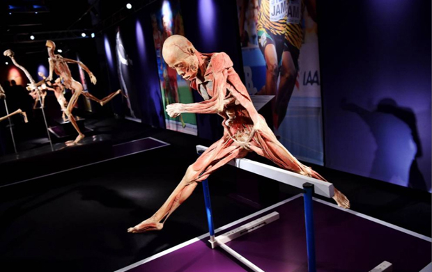 Real Bodies, scopri il corpo umano. Allo Spazio Ventura - Milano