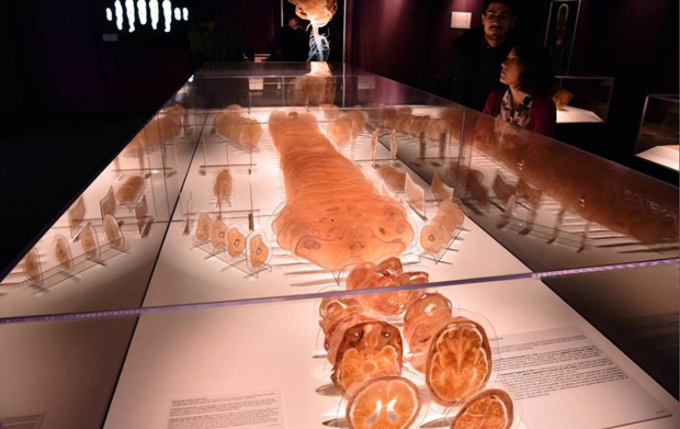 Real Bodies, scopri il corpo umano. Allo Spazio Ventura - Milano