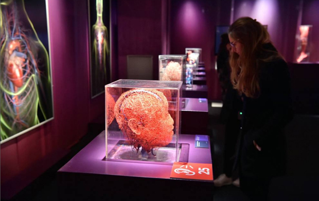 Real Bodies, scopri il corpo umano. Allo Spazio Ventura - Milano