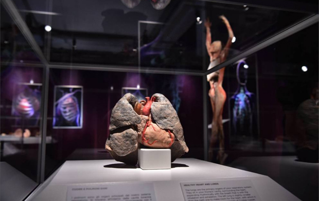 Real Bodies, scopri il corpo umano. Allo Spazio Ventura - Milano